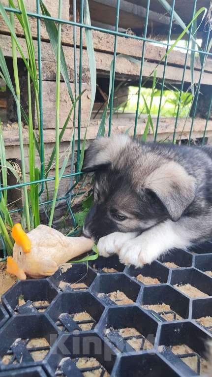 Собаки в других городах Московской области: Доча ищет дом  Девочка, Бесплатно - фото 7