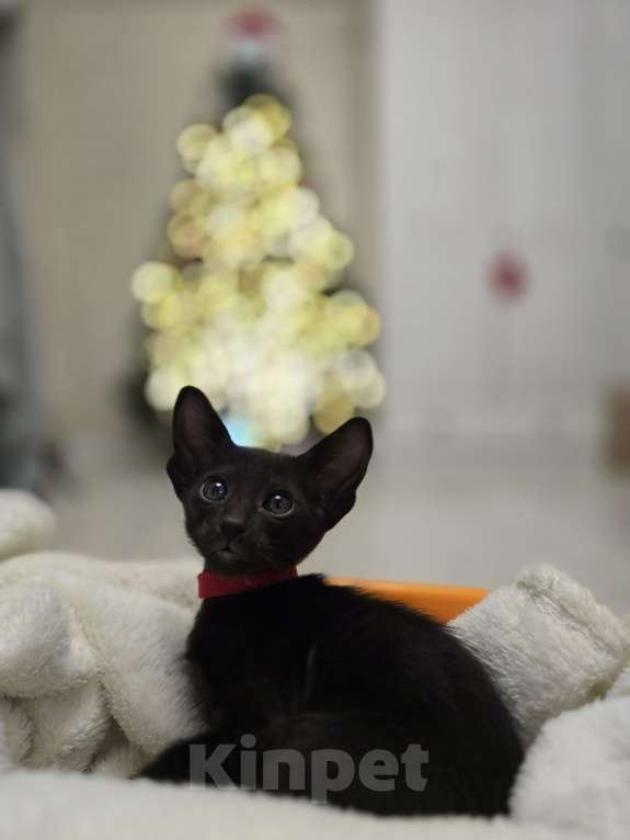 Кошки в Санкт-Петербурге: Мальчик Мальчик, 45 000 руб. - фото 1