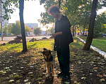 Собаки в Москве: Собака в добрые руки Девочка, Бесплатно - фото 5