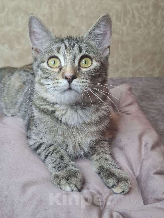 Кошки в Москве: Сэра едет на выставку-пристройство WOOF в Москву  Девочка, Бесплатно - фото 10