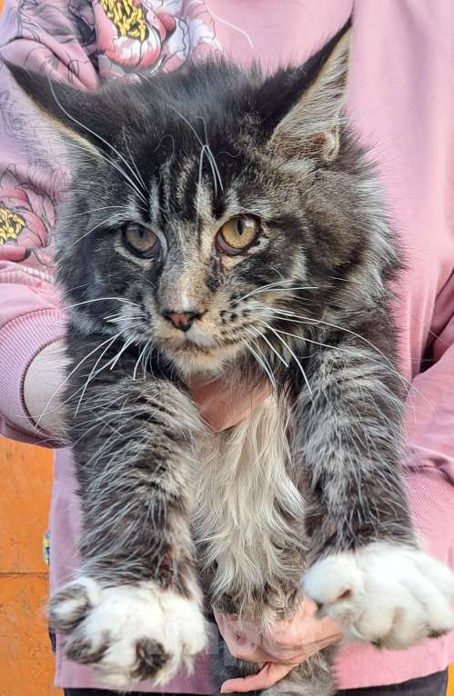 Кошки в Москве: Рыськи Девочка, 110 000 руб. - фото 5