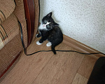 Кошки в Нижнекамске: Подарю котят в добрые руки Мальчик, Бесплатно - фото 7