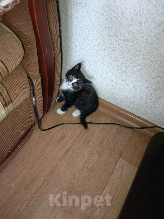 Кошки в Нижнекамске: Подарю котят в добрые руки Мальчик, Бесплатно - фото 2