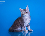 Кошки в других городах Карелии: Котенок мейн-кун девочка Девочка, 45 000 руб. - фото 1