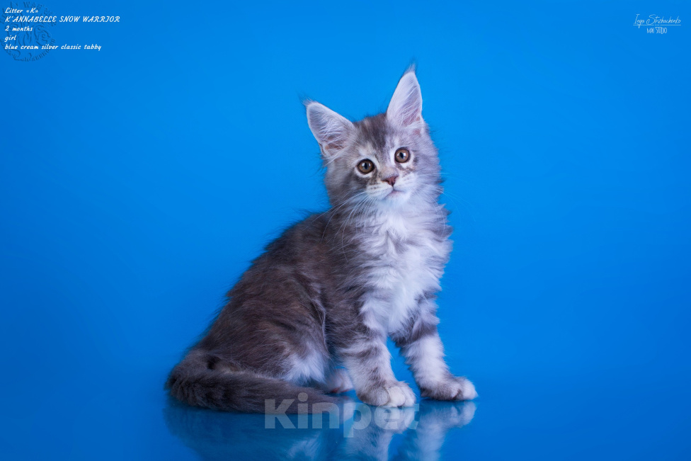 Кошки в других городах Карелии: Котенок мейн-кун девочка Девочка, 45 000 руб. - фото 1