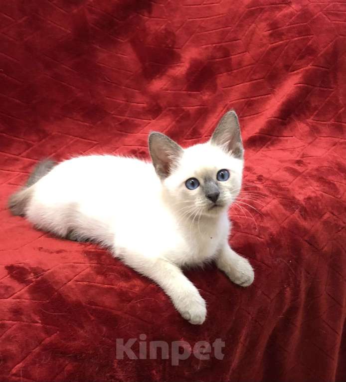 Кошки в Москве: ✨Тайские котята, блю-пойнт и лайлак-пойнт, 3 месяца ✨ Мальчик, Бесплатно - фото 5