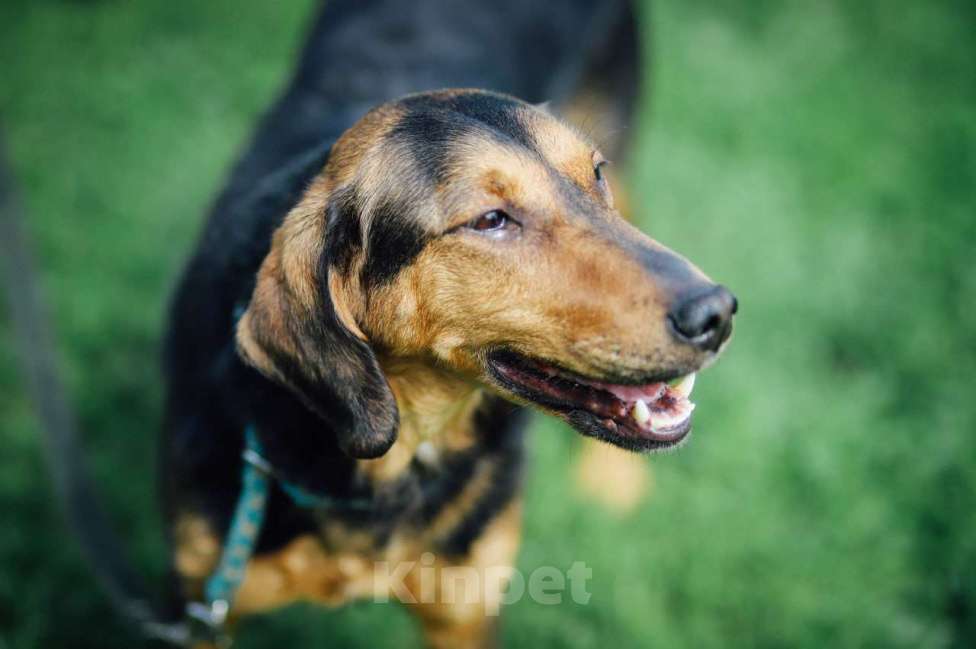Собаки в Москве: Балканская гончая в добрые руки Девочка, 100 руб. - фото 6