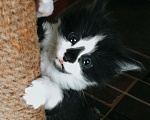 Кошки в Пятигорске: Кошечка в добрые руки ❤ Девочка, Бесплатно - фото 1