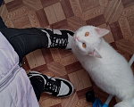 Кошки в Красноярске: Котик ищет свою семью Мальчик, Бесплатно - фото 2