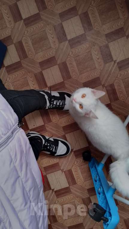 Кошки в Красноярске: Котик ищет свою семью Мальчик, Бесплатно - фото 2