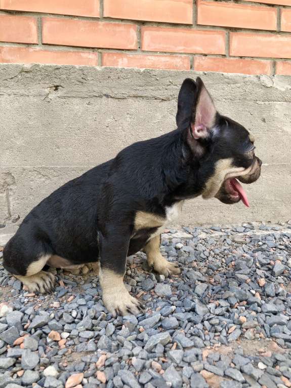 Собаки в Ростове-на-Дону: Мальчик - Какао с подпалом  Мальчик, Бесплатно - фото 2