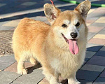 Собаки в Самаре: Вельш-корги пемброк Мальчик, 20 000 руб. - фото 1