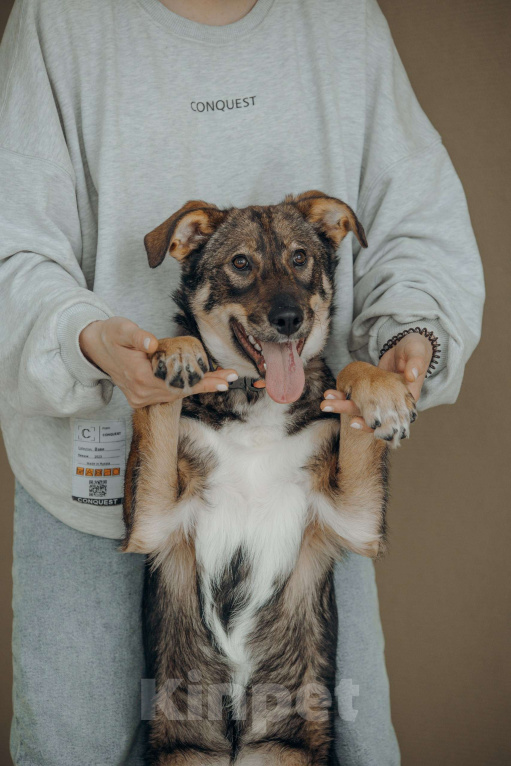 Собаки в Москве: Щенок бесплатно в Москве Девочка, Бесплатно - фото 1