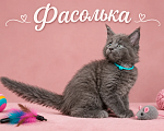 Кошки в Санкт-Петербурге: Мейн-кун Фасолька Девочка, 60 000 руб. - фото 1