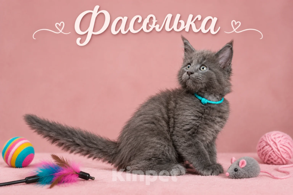 Кошки в Санкт-Петербурге: Мейн-кун Фасолька Девочка, 60 000 руб. - фото 1