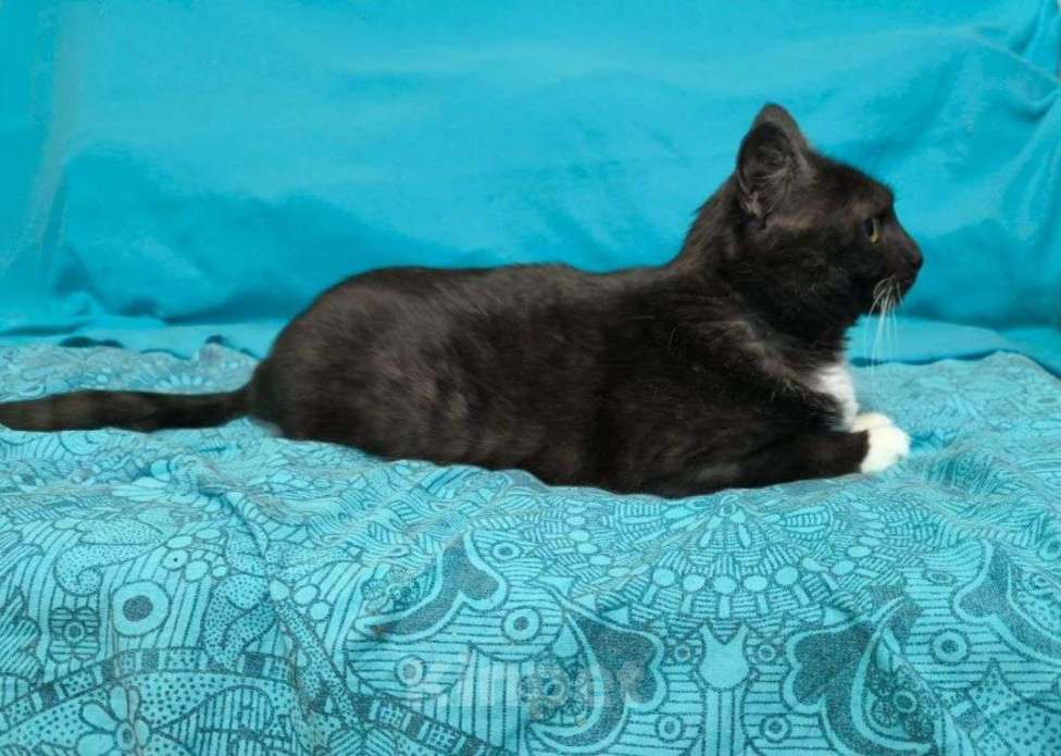 Кошки в Москве: Курочка ищет дом Девочка, Бесплатно - фото 3