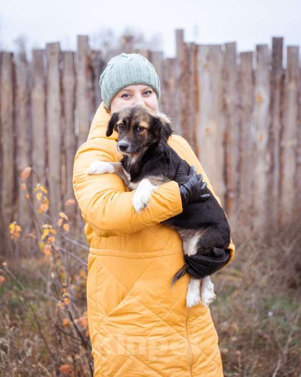 Собаки в Москве: Маленькая, скромная девочка живёт в приюте ищет дом Девочка, Бесплатно - фото 6