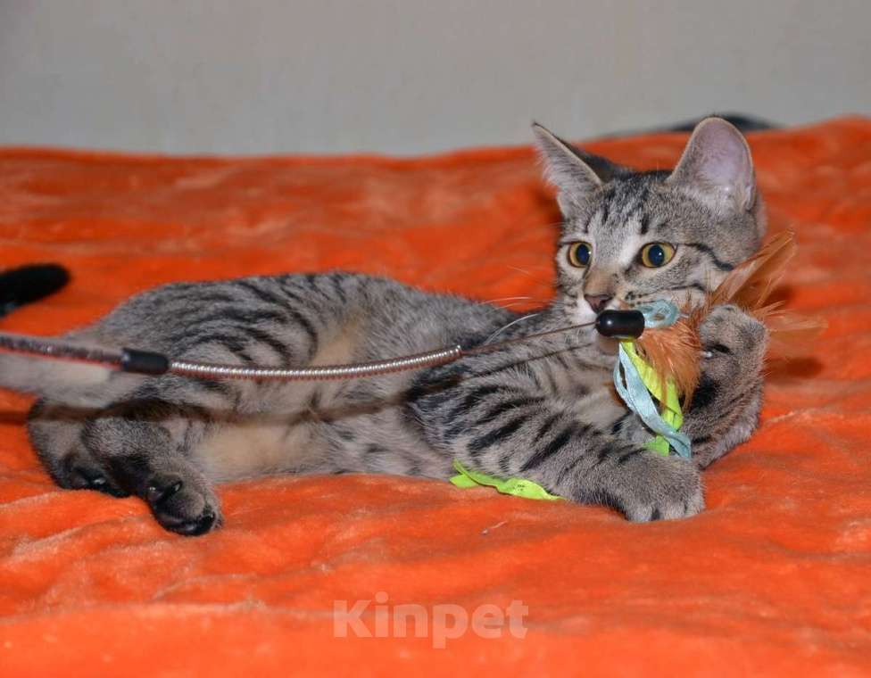 Кошки в Москве: Полосатый котенок Мия в добрые руки Девочка, 1 руб. - фото 4