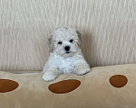 Собаки в Ростове-на-Дону: Щенок мальтипу f1 Мальчик, 40 000 руб. - фото 3