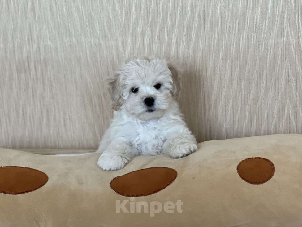 Собаки в Ростове-на-Дону: Щенок мальтипу f1 Мальчик, 40 000 руб. - фото 3