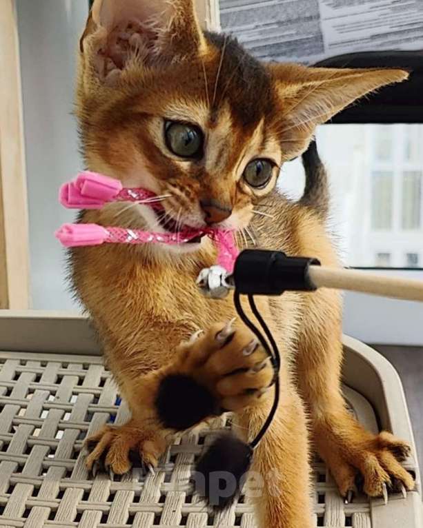 Кошки в Краснодаре: Абиссинские котята  Мальчик, 70 000 руб. - фото 5