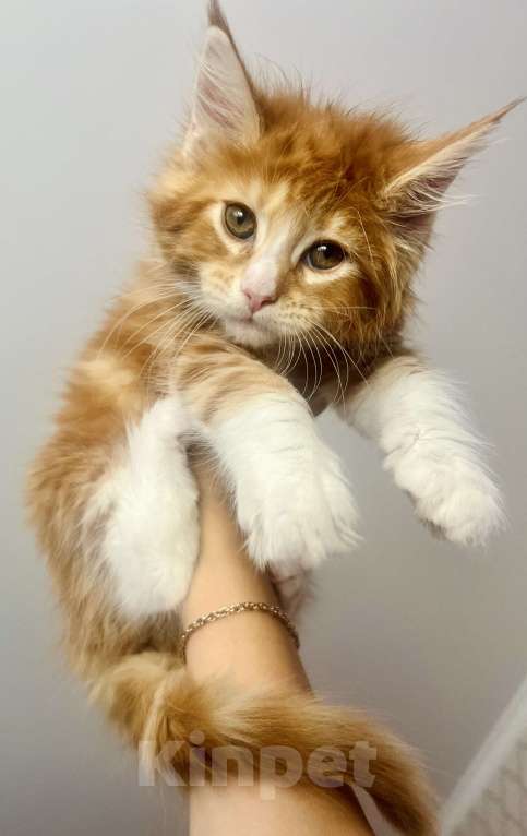 Кошки в Нижнекамске: Девочка рыжий биколор  Девочка, 9 000 руб. - фото 2