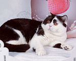 Кошки в Санкт-Петербурге: Молодой британский котик закончил племпрограмму питомника Мальчик, 5 000 руб. - фото 4