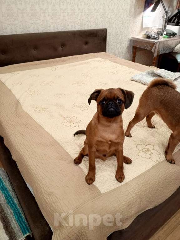 Собаки в Москве: Щенки породы Пти-брабансон Мальчик, 45 000 руб. - фото 2