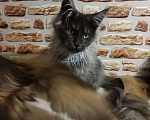 Кошки в Петрозаводске: Котята мейн-кун  Мальчик, Бесплатно - фото 2
