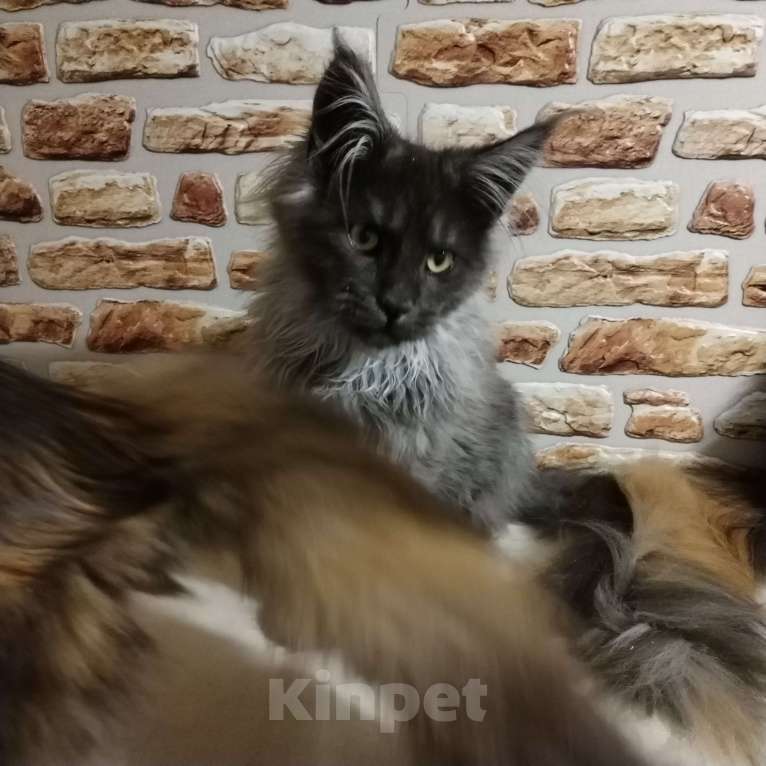 Кошки в Петрозаводске: Котята мейн-кун  Мальчик, Бесплатно - фото 2