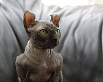 Кошки в Москве: Канадский сфинкс эльф Девочка, 30 000 руб. - фото 1