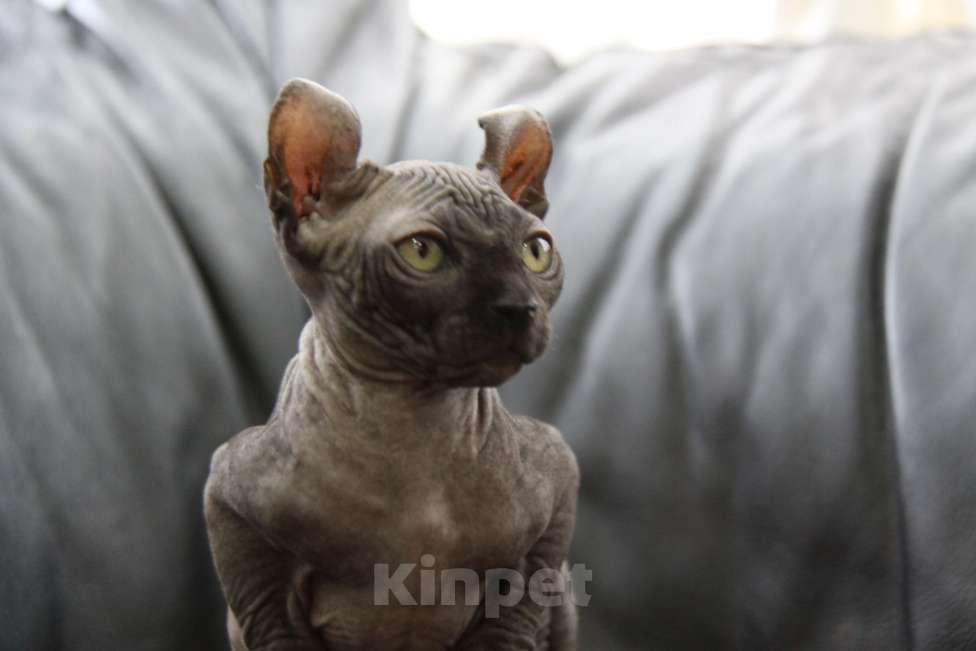 Кошки в Москве: Канадский сфинкс эльф Девочка, 30 000 руб. - фото 1