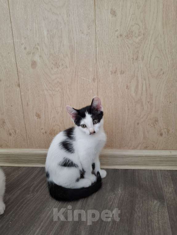 Кошки в Ставрополе: Отдам котёнка девочка Девочка, Бесплатно - фото 5