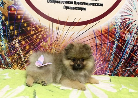 Девочка шпиц