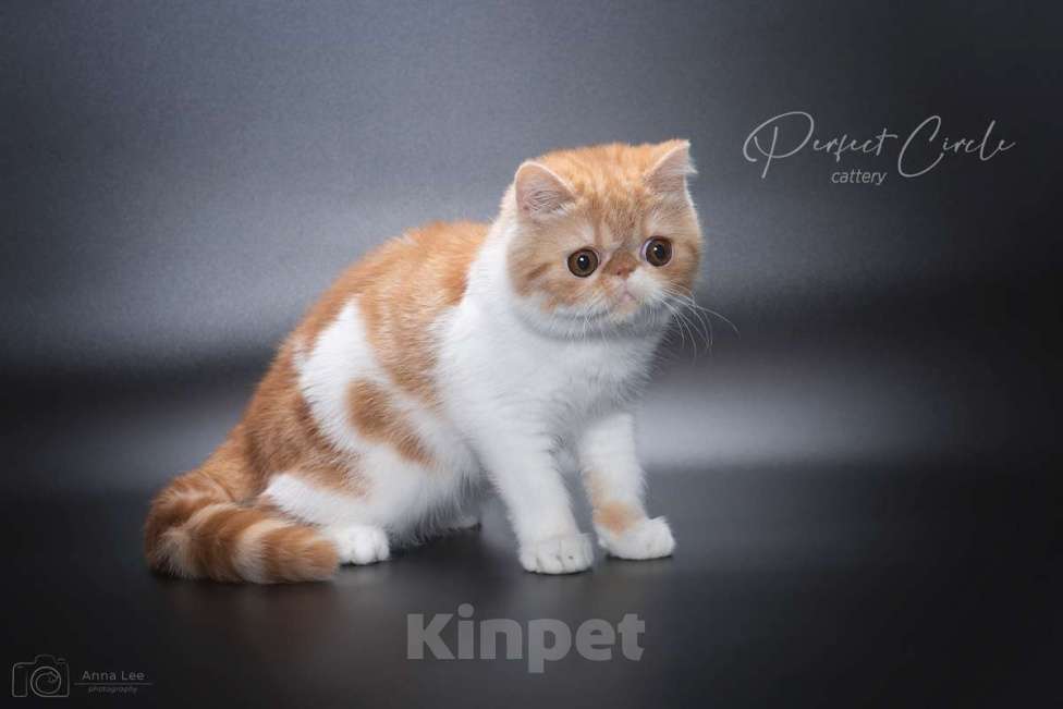 Кошки в Санкт-Петербурге: Красная экзотическая кошечка Девочка, 30 000 руб. - фото 3