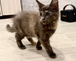 Кошки в Чите: Котенок МЕЙН КУН девочка Девочка, 20 000 руб. - фото 2