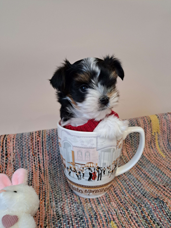 Собаки в Москве: Мини девочка Бивер Девочка, 135 000 руб. - фото 1