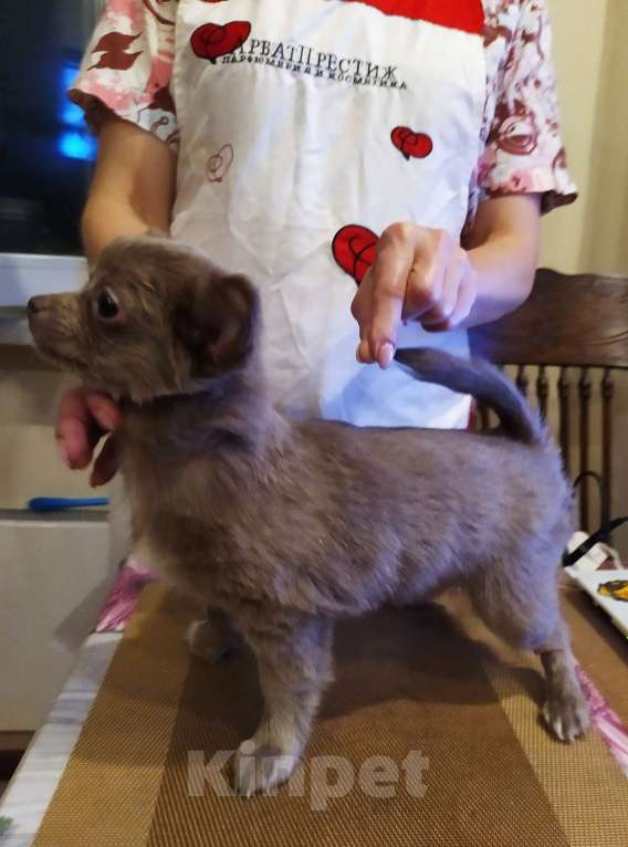 Собаки в Москве: Дш лиловая девчонка  Девочка, 60 000 руб. - фото 9