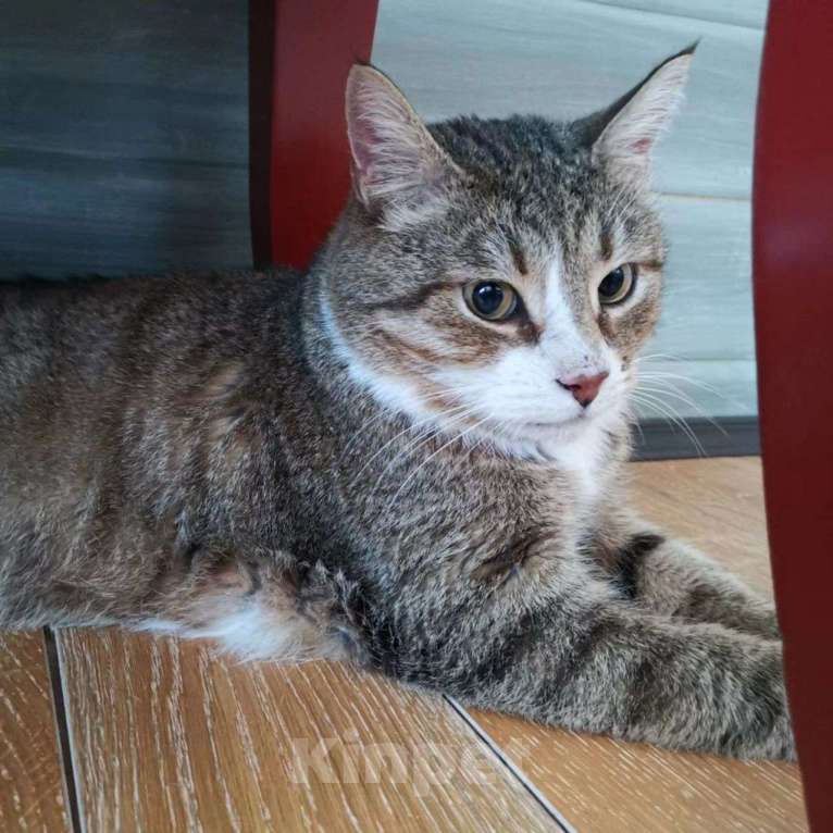 Кошки в Москве: Ласковый кот страдает без внимания  Мальчик, Бесплатно - фото 4