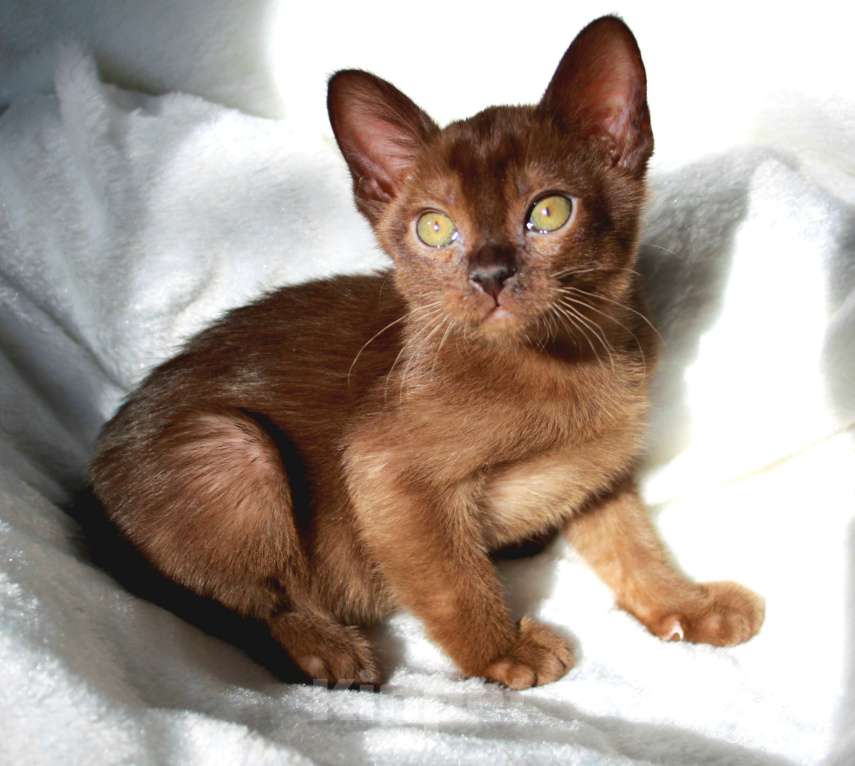 Кошки в Москве: Бурманский котенок мальчик с документами Мальчик, 32 999 руб. - фото 2