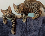 Кошки в Анапе: Бенгальский котенок Мальчик, 18 000 руб. - фото 2