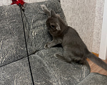 Кошки в Сургуте: Отдам кошку в добрые рука Девочка, Бесплатно - фото 1