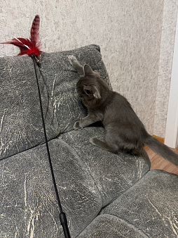 Отдам кошку в добрые рука