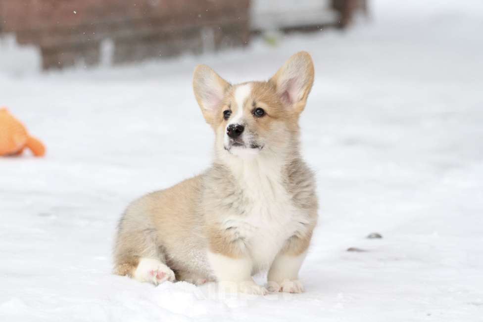 Собаки в Москве: Вельш корги пемброк Девочка, 60 000 руб. - фото 5