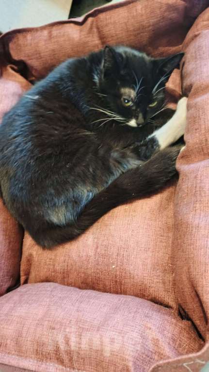 Кошки в Санкт-Петербурге: Катюша Девочка, Бесплатно - фото 3