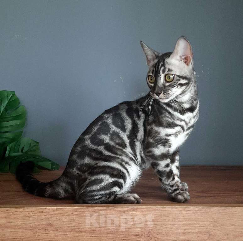 Кошки в Москве: Девочка угольное серебро Девочка, Бесплатно - фото 3