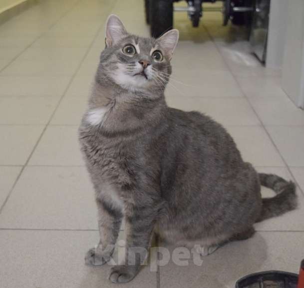 Кошки в Москве: Серая кошка Таисия в добрые руки Девочка, 1 руб. - фото 4