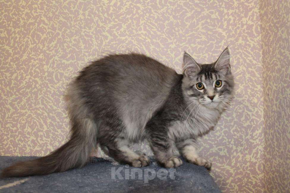 Кошки в Раменском: Муйн кун котятки Девочка, 40 000 руб. - фото 5