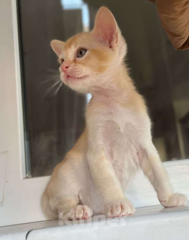 Кошки в Казани: Девчонки Бурмы Девочка, 50 000 руб. - фото 9