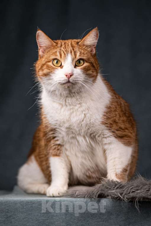 Кошки в Клине: Бегемот — хитрюшный кот Мальчик, Бесплатно - фото 3